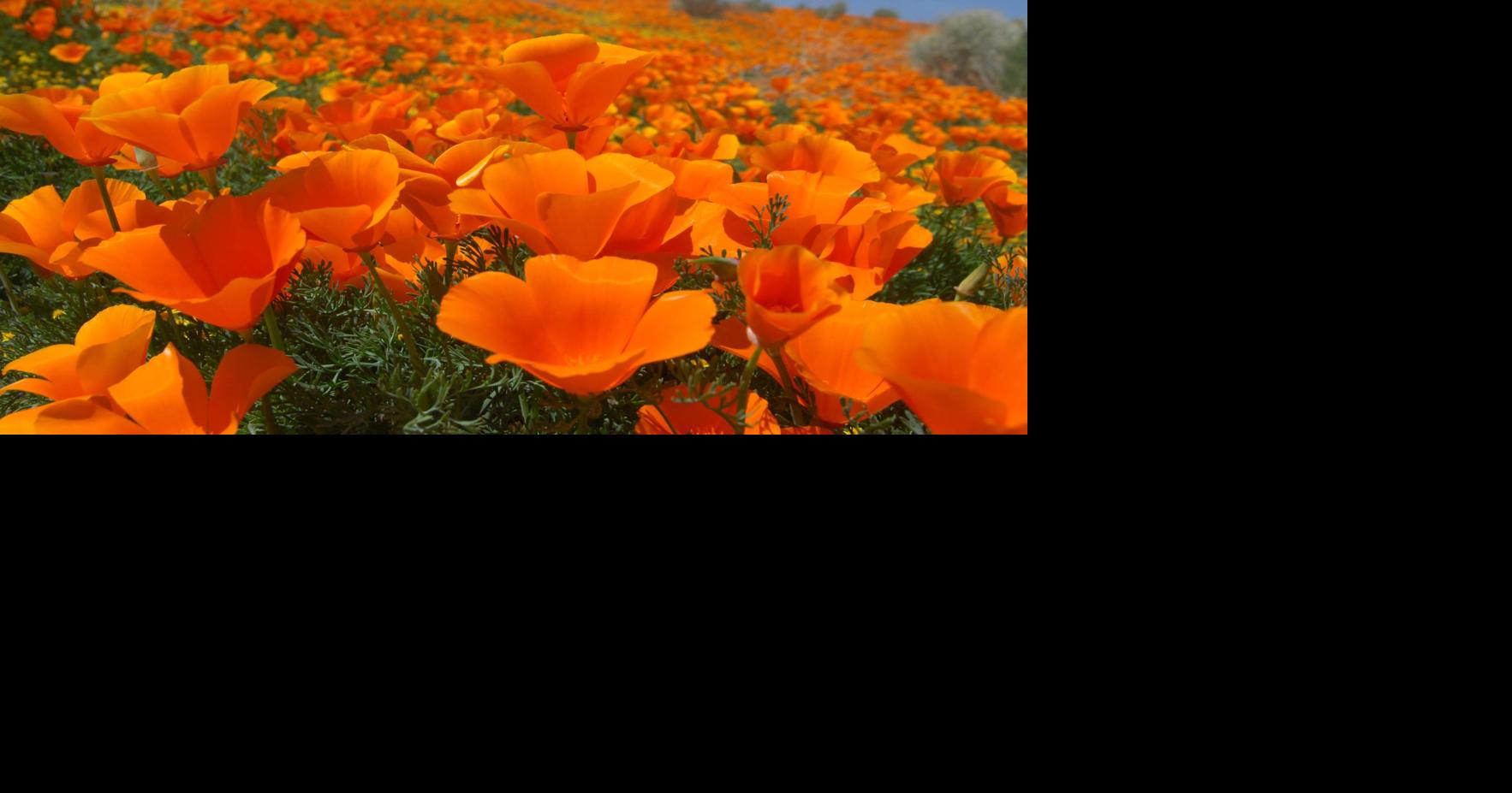 California Poppy Festival to be held April 26, 27 Lifestyle