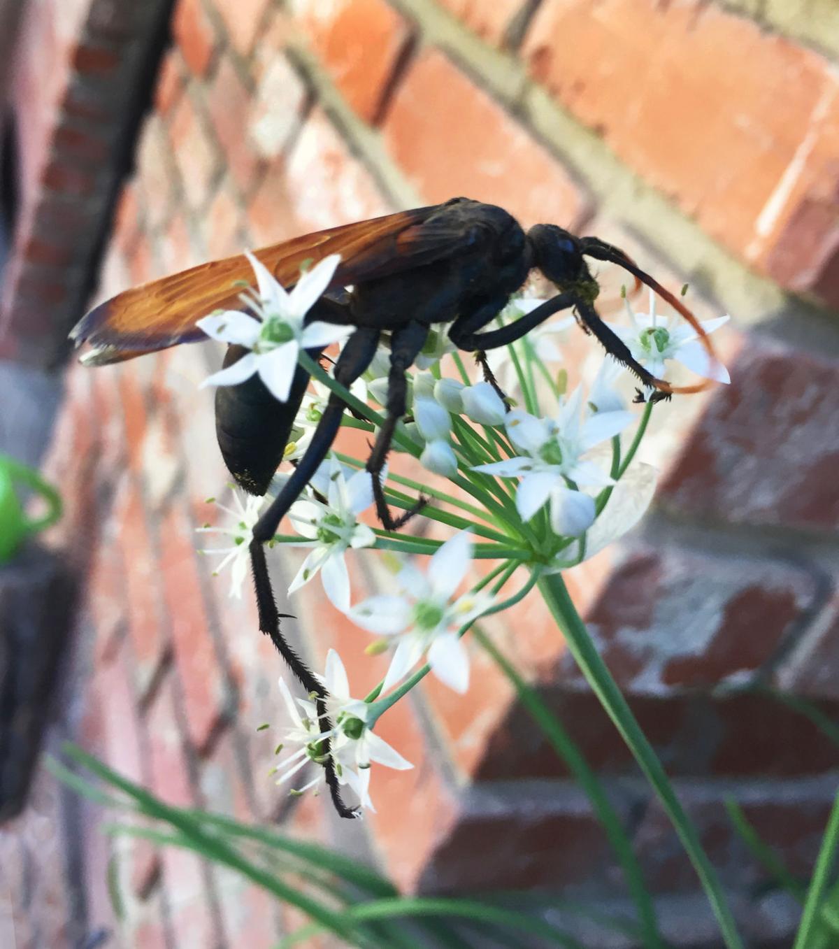 natural sightings tarantula hawks deliver a painful sting