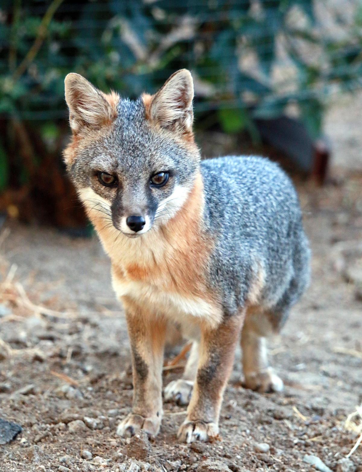 Download Pen in Hand: Gray Foxes, the one mammal that everyone seems to like | Lifestyle | tehachapinews.com