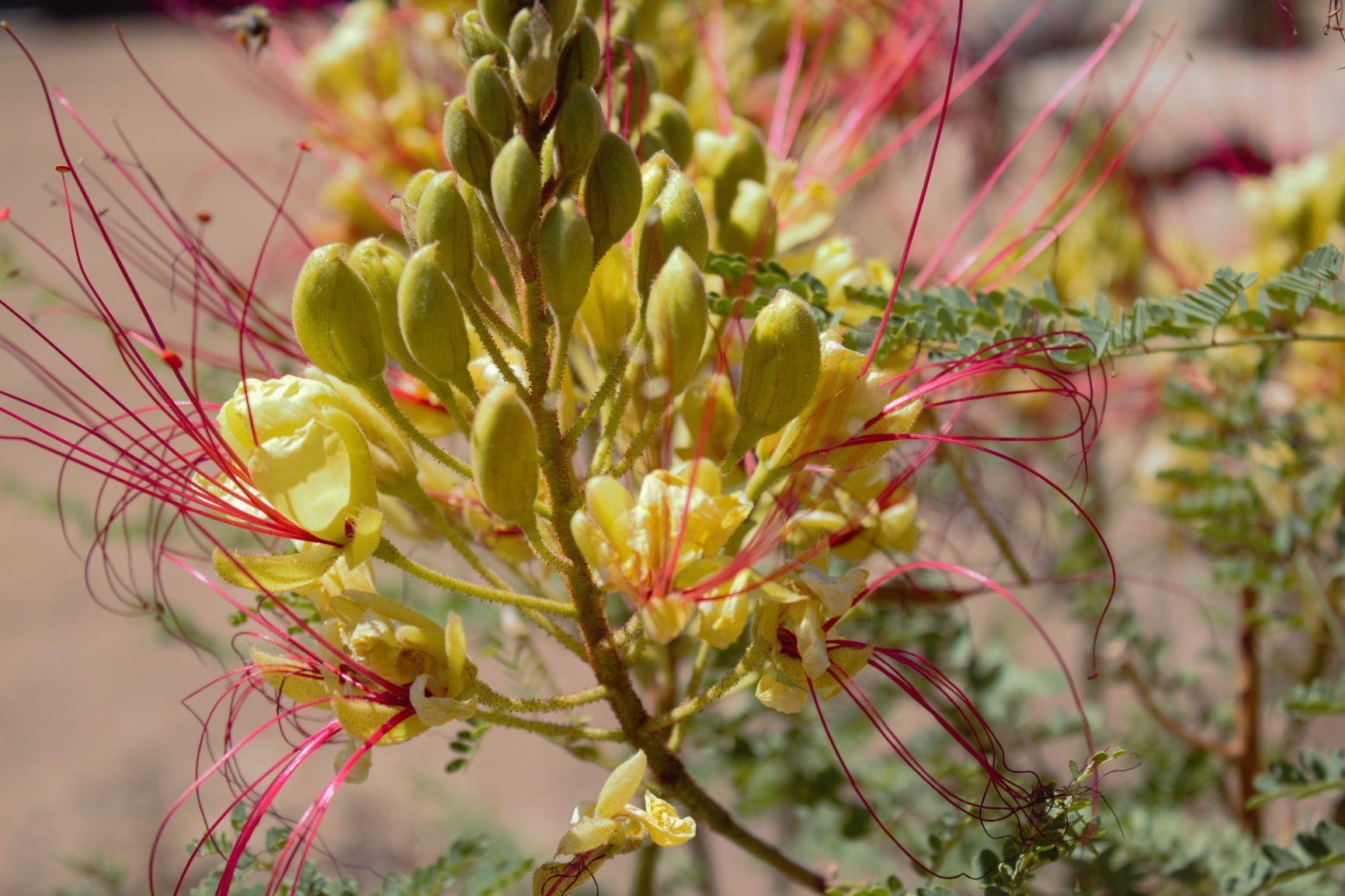 Natural Sightings #1636 - Desert Bird of Paradise Flower 2.jpg