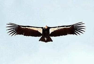 Natural Sightings A Symphony Of Black And White In Flight