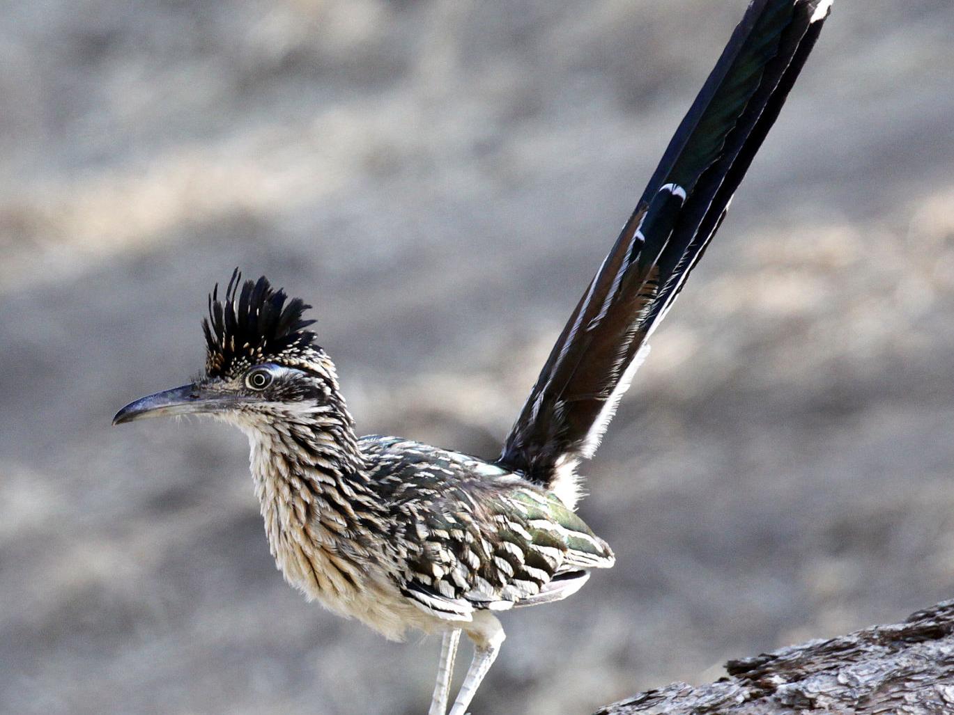Pen in Hand: Feathered dinosaurs: Roadrunners thrive in the Tehachapi  Mountains | Lifestyle 