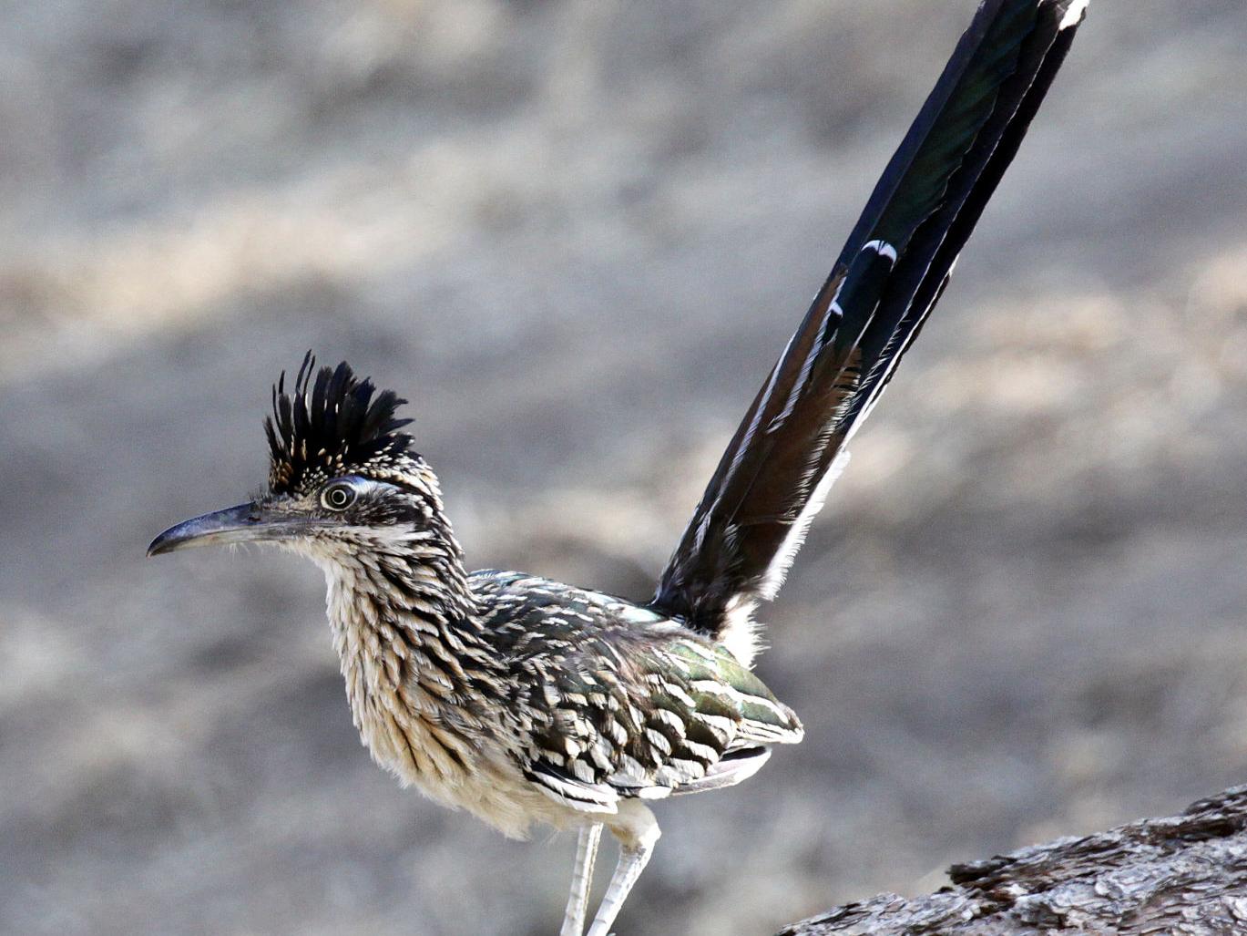 Pen in Hand: Feathered dinosaurs: Roadrunners thrive in the Tehachapi Mountains | Lifestyle Pen in Hand: Feathered dinosaurs: Roadrunners thrive in the Tehachapi Mountains | Lifestyle