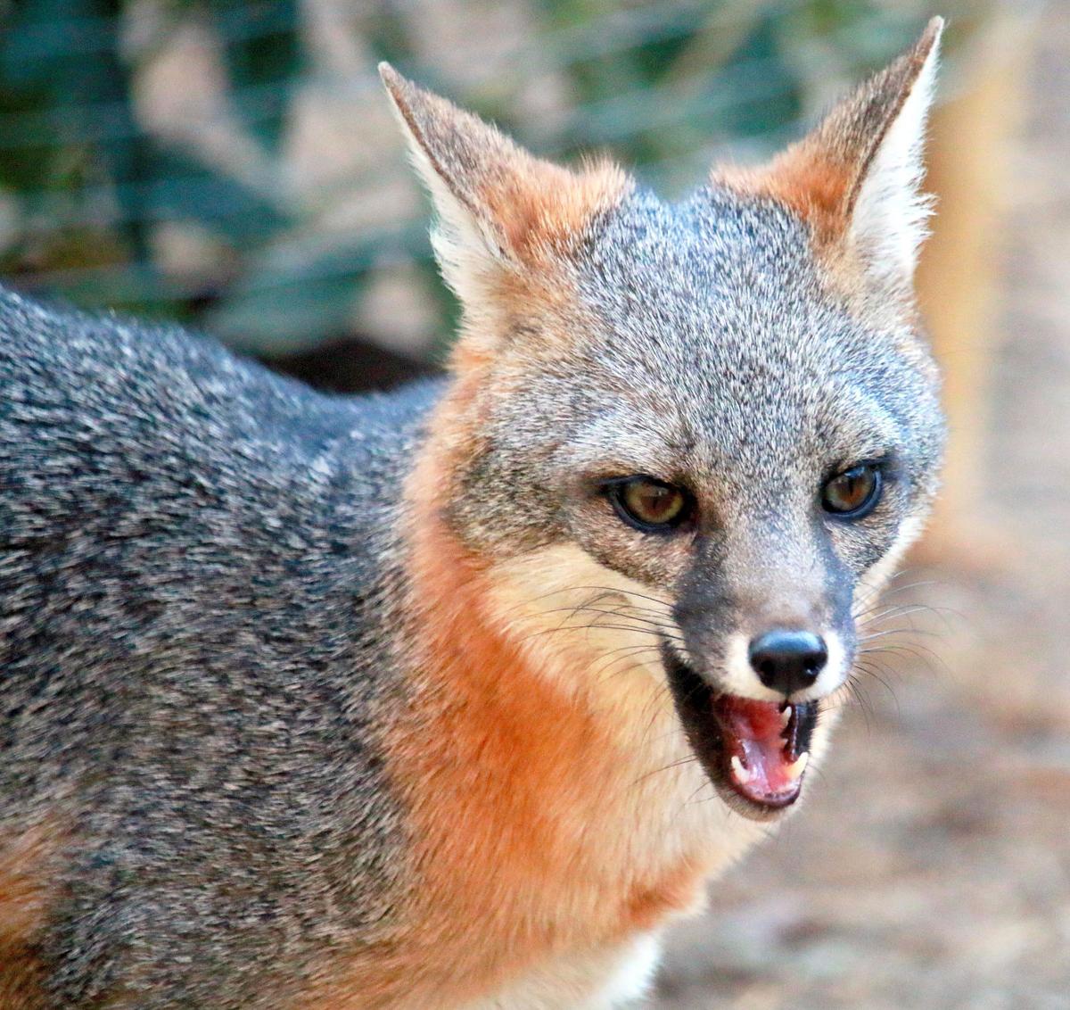 Pen in Hand: Gray Foxes, the one mammal that everyone seems to like | Lifestyle | tehachapinews.com