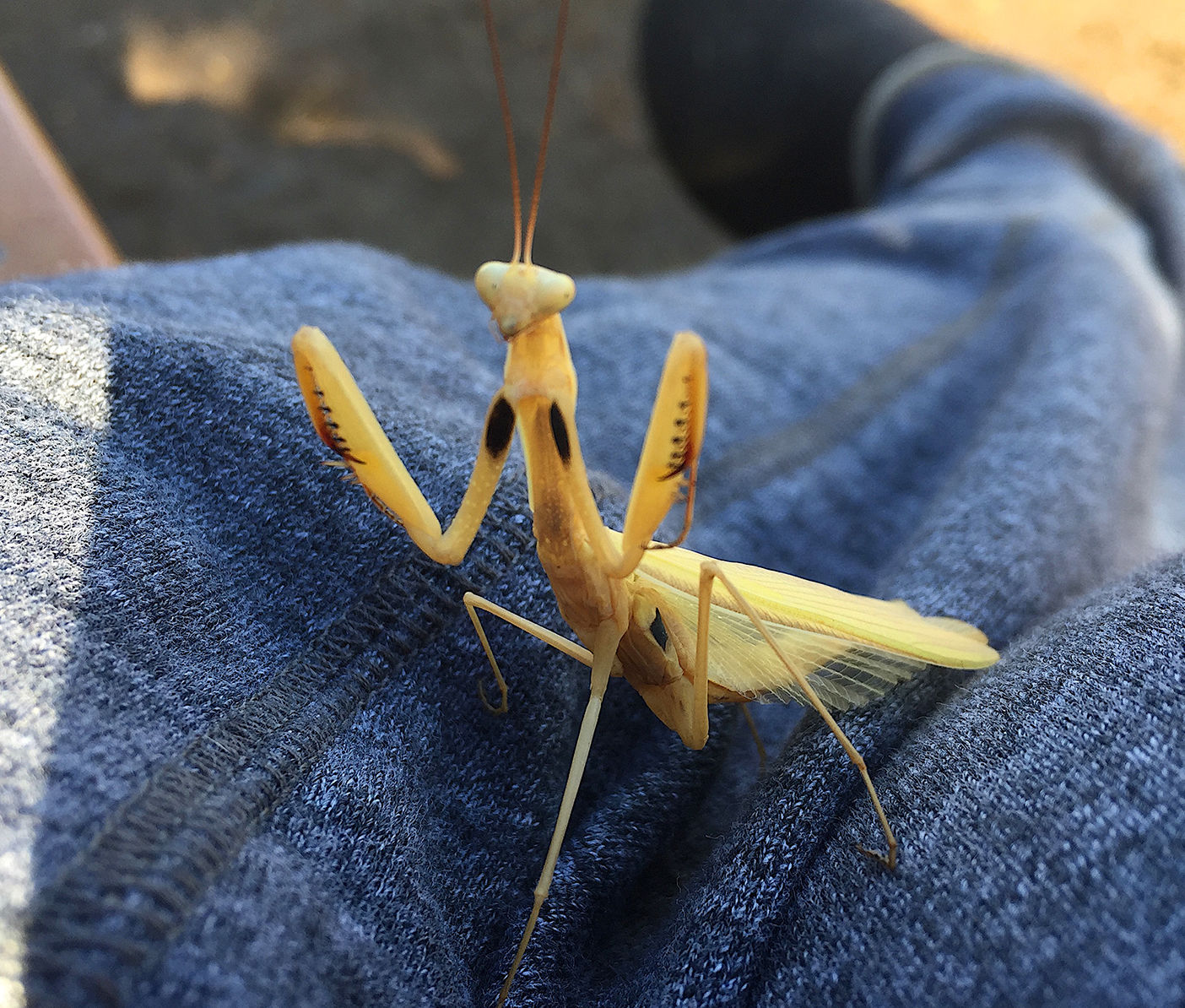 【aviso gold】PRAYING MANTIS 5'6 TINT Natural Sightings: Praying mantis? More like preying mantis