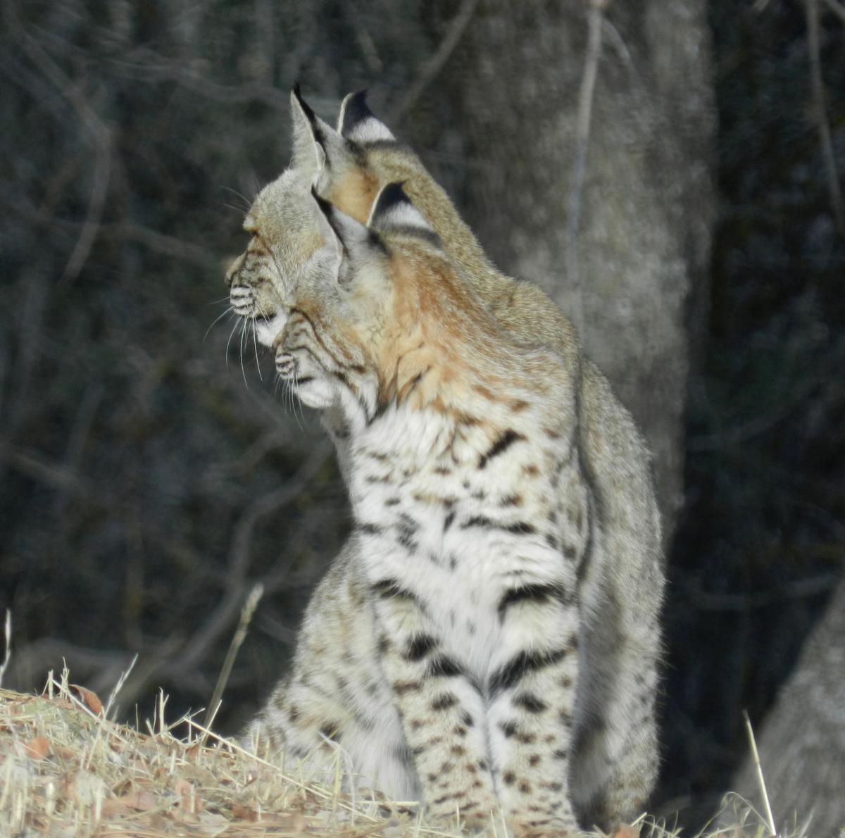 Pen In Hand Bobcat Moms Take On Major Parenting Role Lifestyle Tehachapinews Com