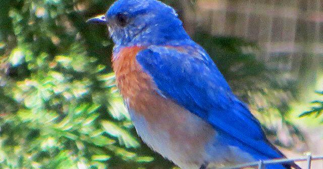 Natural Sightings: Like a flying sky jewel - Vimarsana News