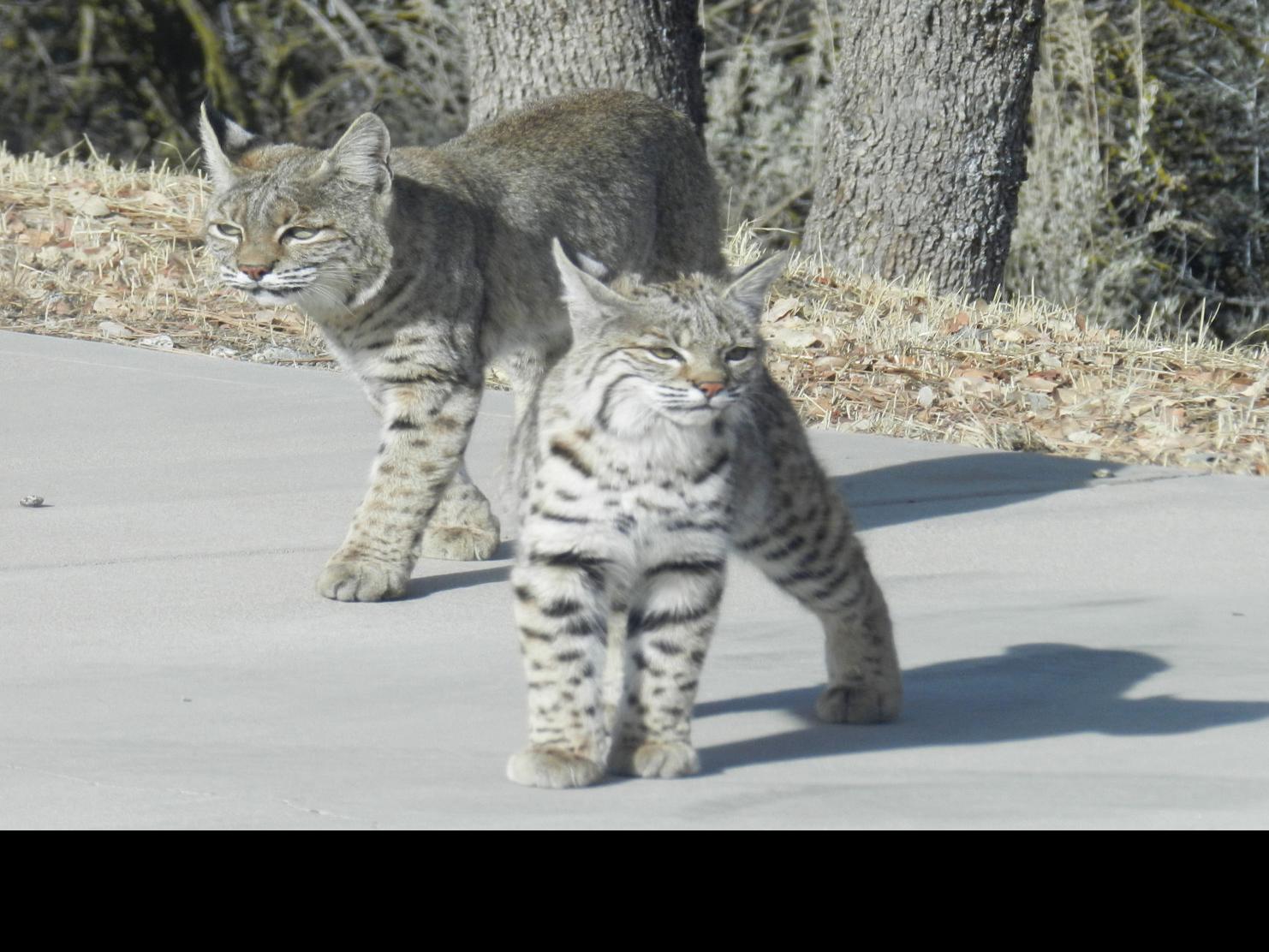 Pen In Hand Bobcat Moms Take On Major Parenting Role Lifestyle Tehachapinews Com