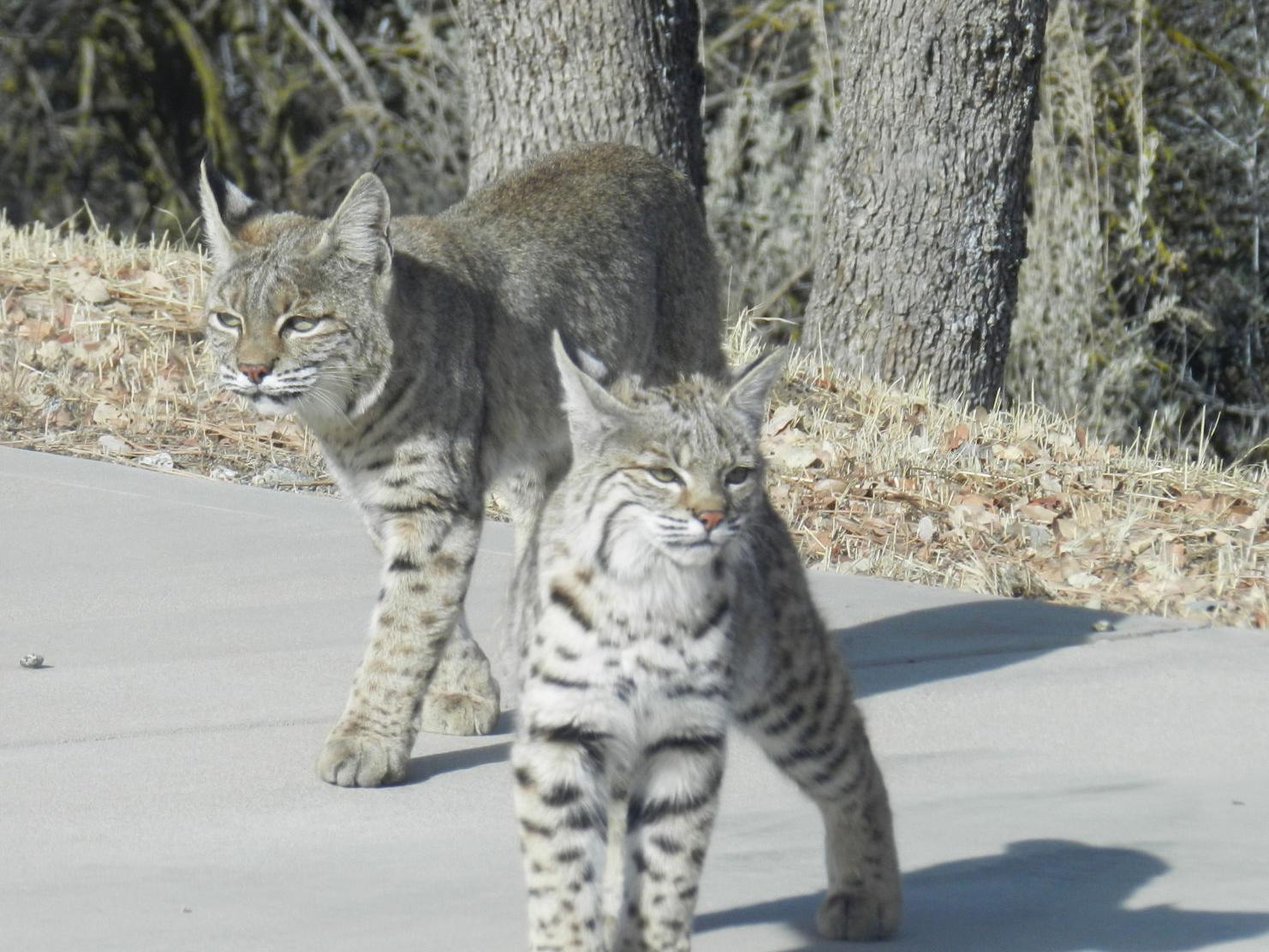 Pen In Hand Bobcat Moms Take On Major Parenting Role Lifestyle Tehachapinews Com Pen In Hand Bobcat Moms Take On Major Parenting Role Lifestyle Tehachapinews Com