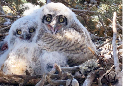 Natural Sightings Baby Great Horned Owls Discovered During Tree Trimming Lifestyle Tehachapinews Com