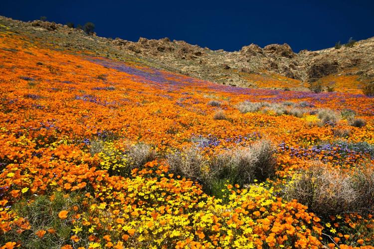 Nevada Wildflower Mix