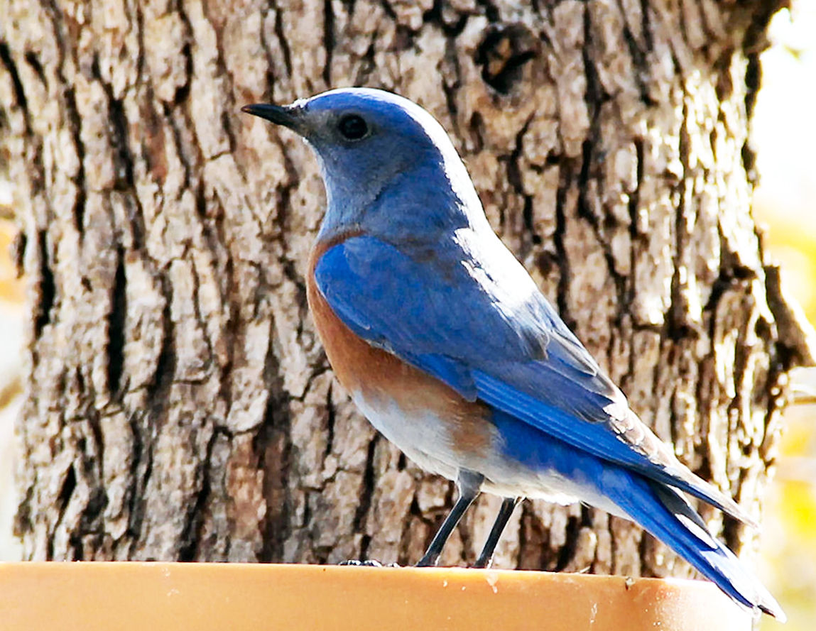 Natural Sightings:Tehachapi Bluebird of Happiness | Lifestyle
