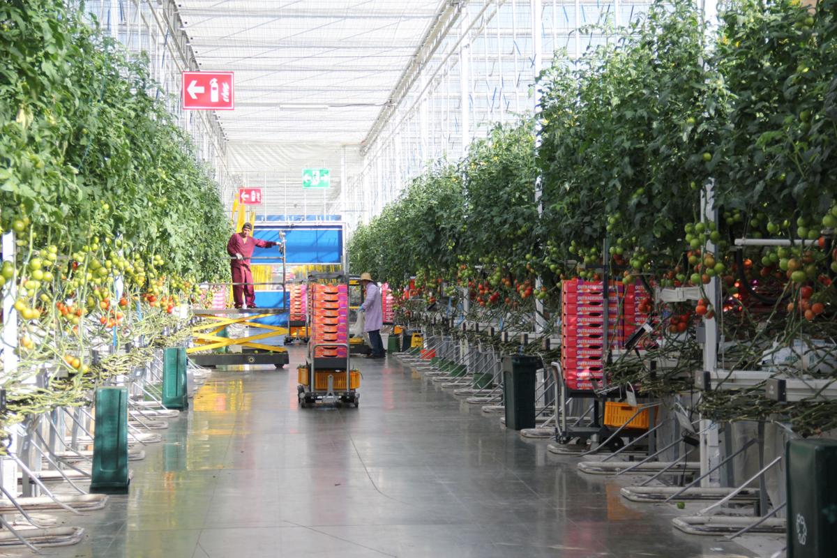 State Of The Art Technology Found At Local Sunselect Produce Inc