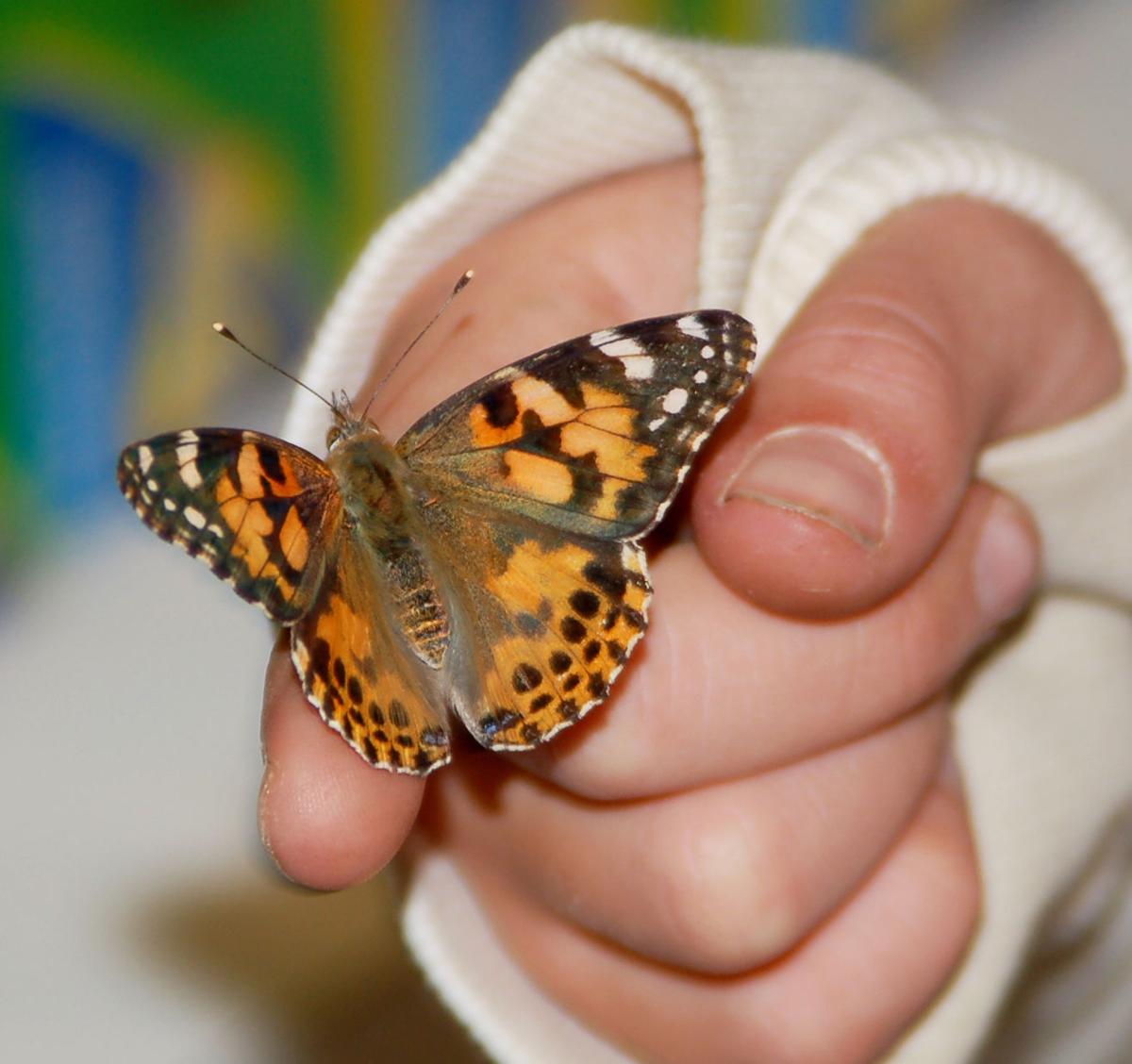 Pen In Hand Insect Lore Offers Butterflies Other Insects You Can Raise At Home Lifestyle Tehachapinews Com Pen In Hand Insect Lore Offers Butterflies Other Insects You Can Raise At Home Lifestyle Tehachapinews Com