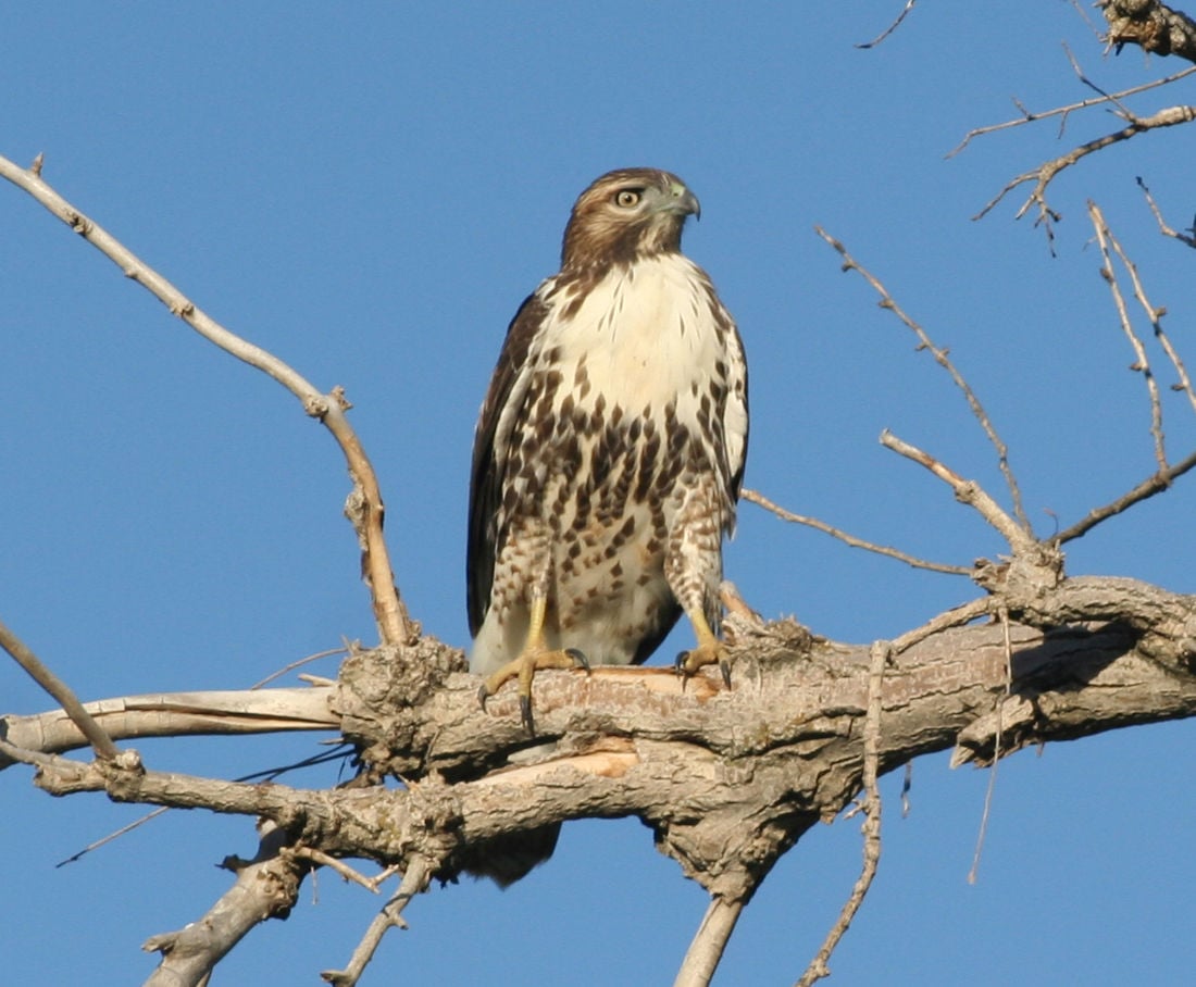 Pen in Hand: Raptors in Tehachapi: there are a lot more of them in ...