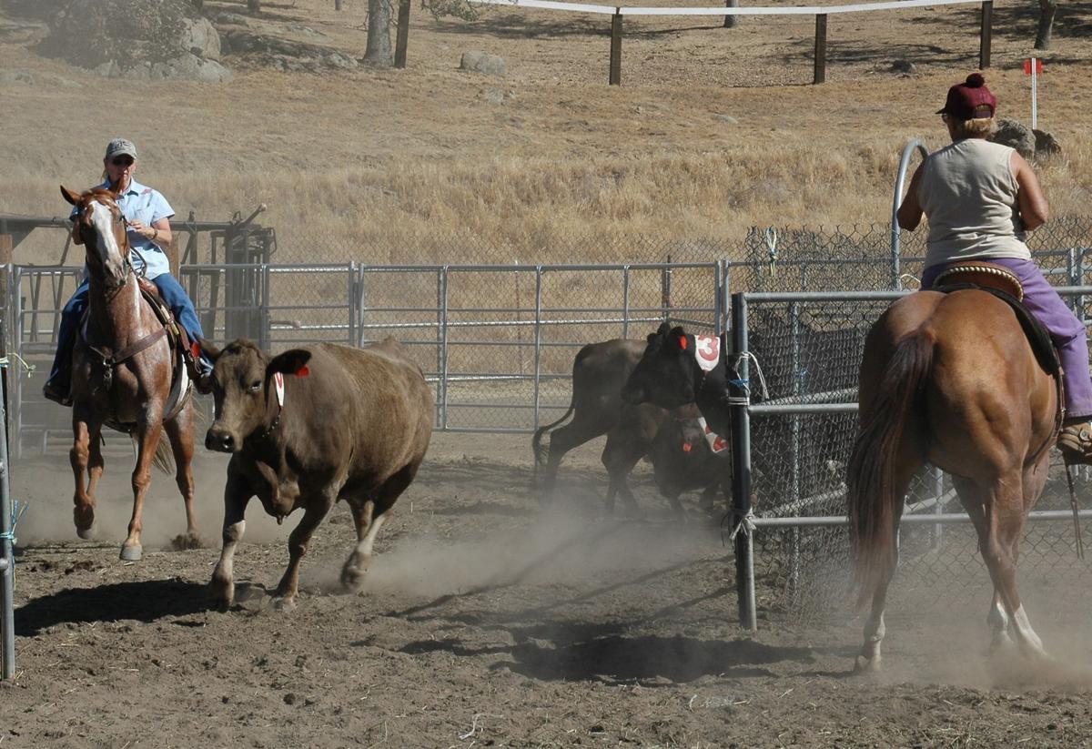 Day of the Horse Your guide to horserelated business and groups in