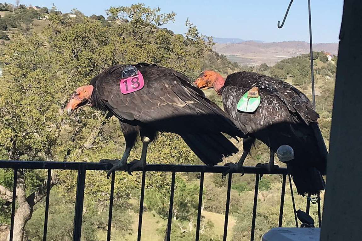 Flock of giant California condors trashes Tehachapi area woman's