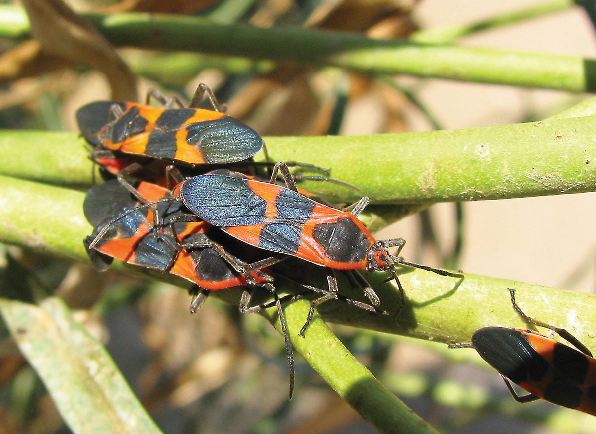 Narrow-leaved Milkweed offers hospitality to the insect world