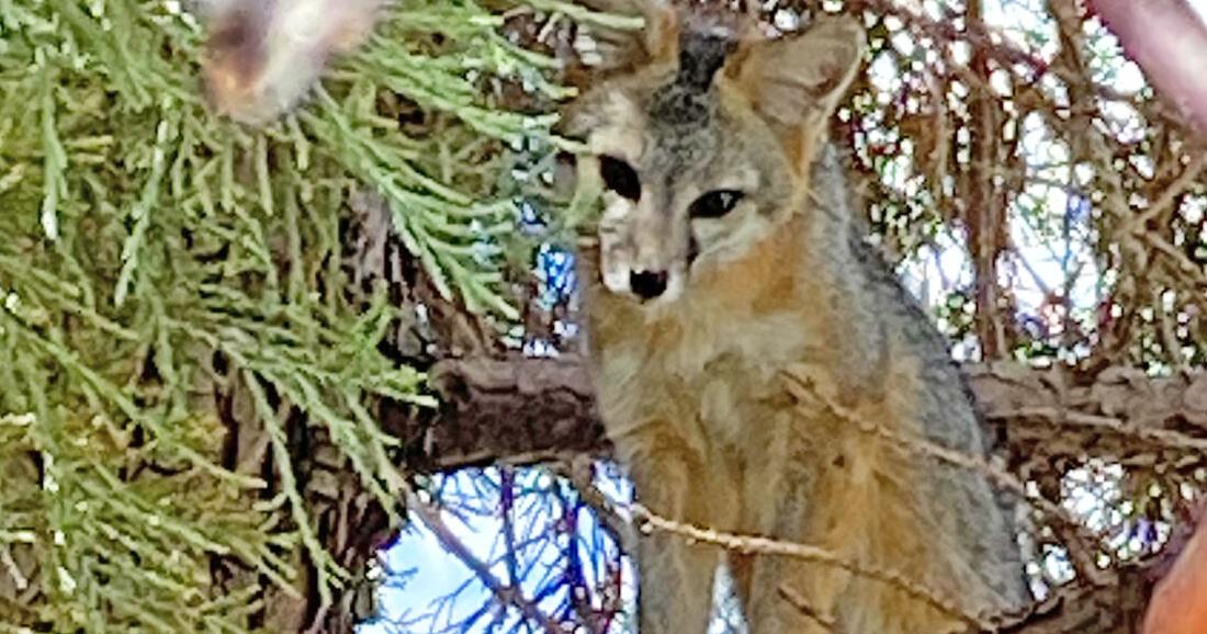 Natural Sightings: Safely up a tree | Lifestyle | tehachapinews.com
