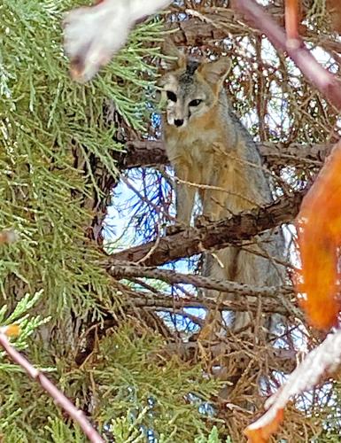 Natural Sightings: Safely up a tree | Lifestyle | tehachapinews.com