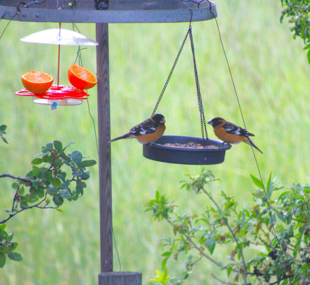 Natural Sightings: Dining at the Crouch Cafe