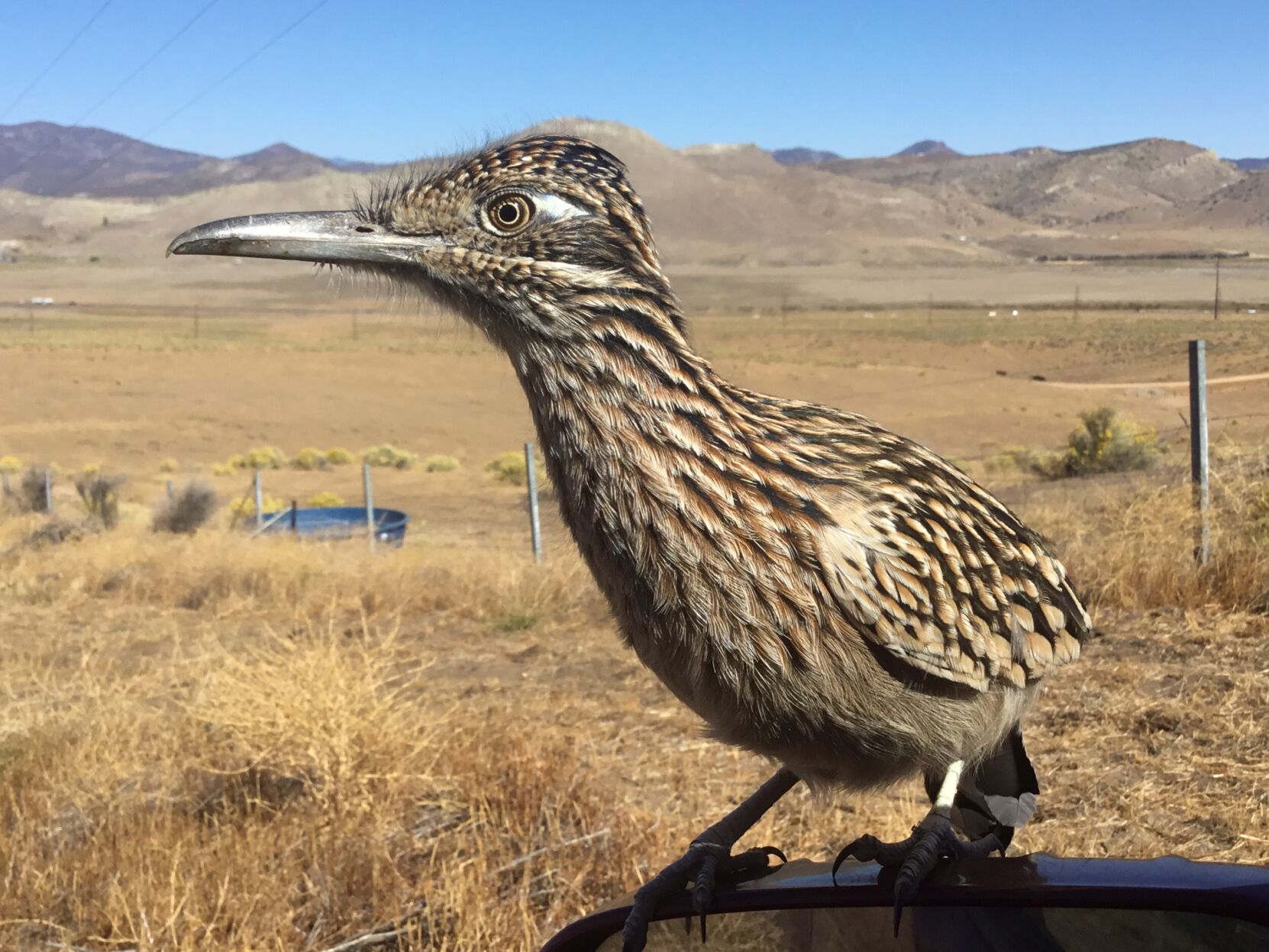 Natural Sightings: Beep beep! A Roadrunner says hello | Lifestyle