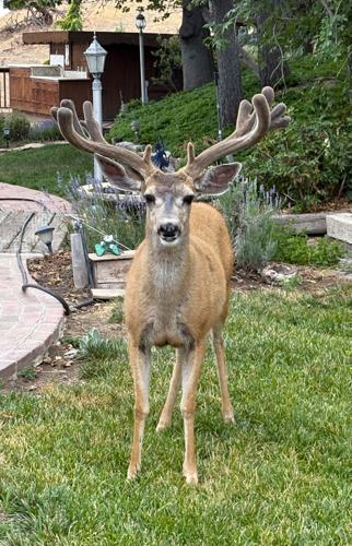 Natural Sightings: Beautiful living lawn art