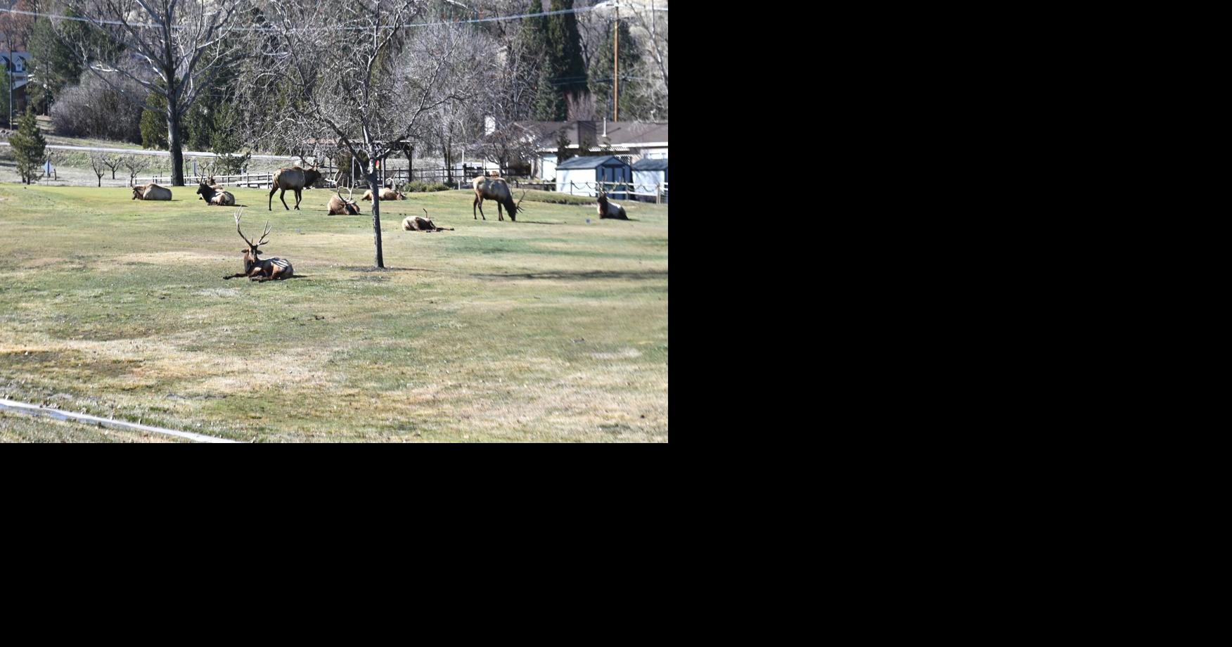 Elk enjoy leisure time on Bear Valley Springs golf course Lifestyle