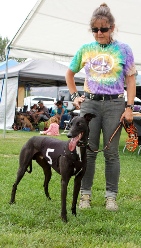 Pen In Hand Run Like The Wind Nationals Whippet Races In Tehachapi Lifestyle Tehachapinews Com