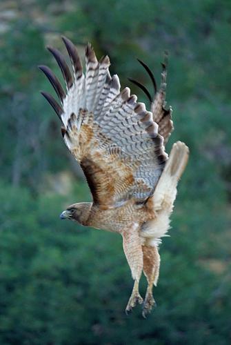 Natural Sightings: Wings up, feet down