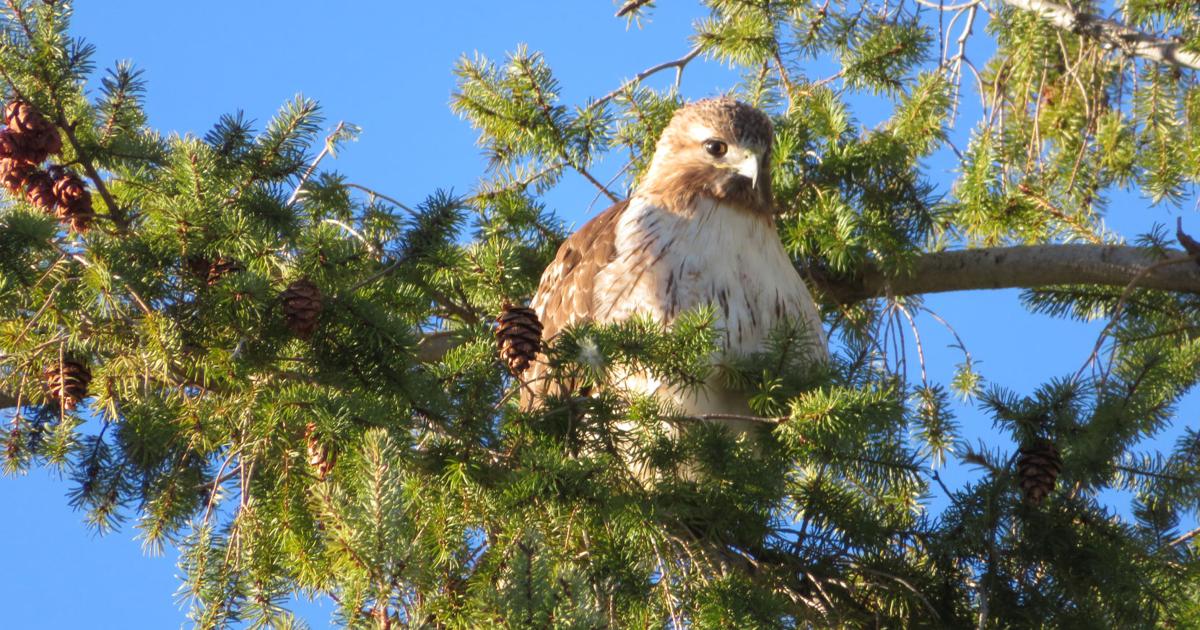 Natural Sightings: Birds that see you much better than you see them ...