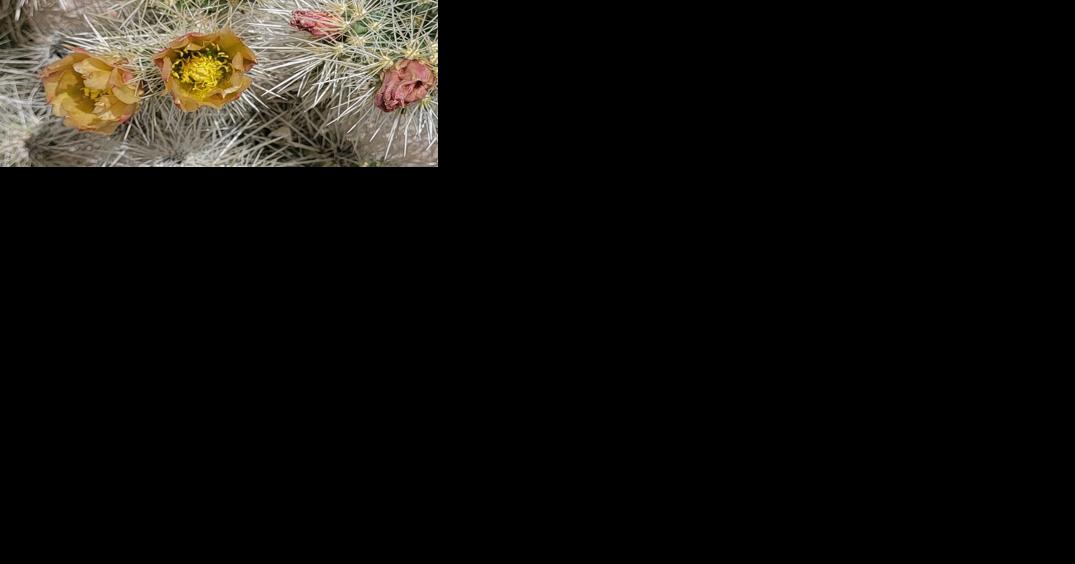 Through Your Lens: Flowers abound in Tehachapi - Vimarsana News