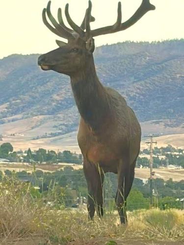 Natural Sightings: Bull elk