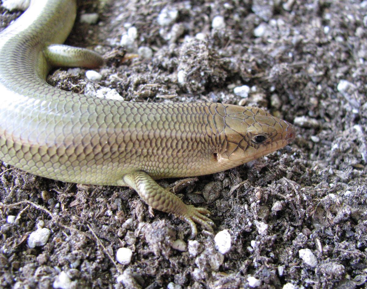 Pen in Hand: Skinks: a snake like lizard with smooth skin small legs