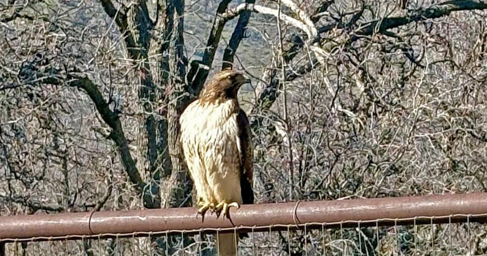 Natural Sightings: A sunny perch on a warm spring day