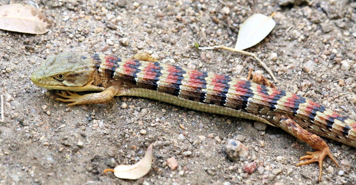 Natural Sightings A very small inland alligator Lifestyle