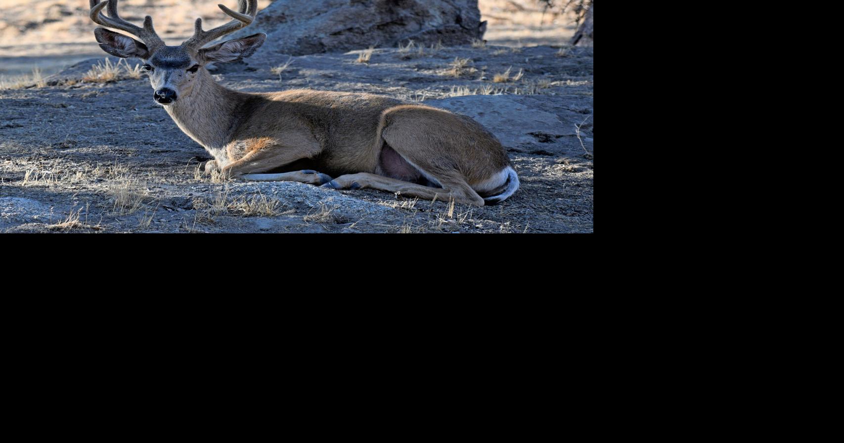 Natural Sightings: The buck stopped here | Lifestyle | tehachapinews.com