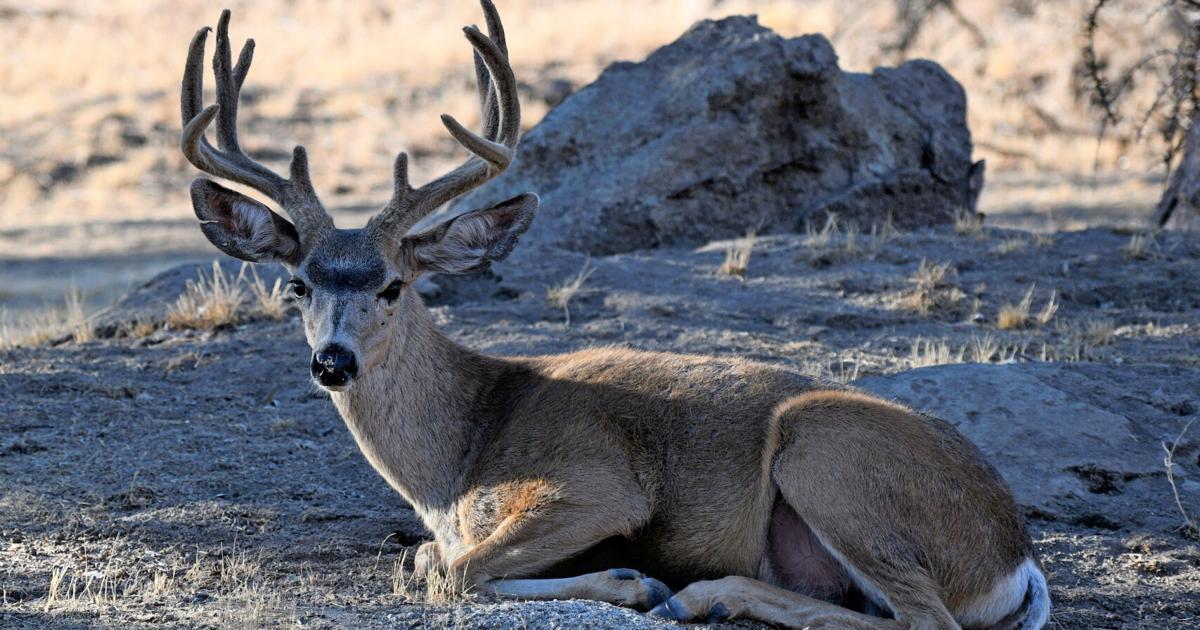Natural Sightings: The buck stopped here | Lifestyle | tehachapinews.com