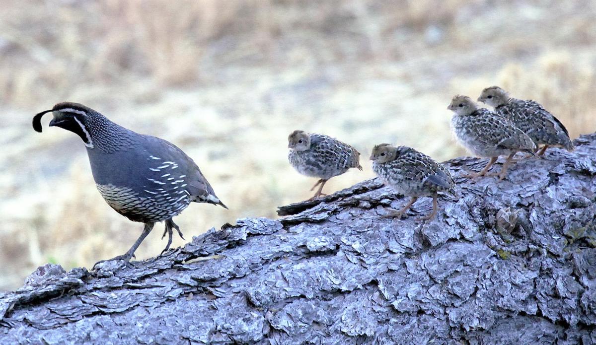 Pen in Hand: California Quail: cute babies cared for by attentive