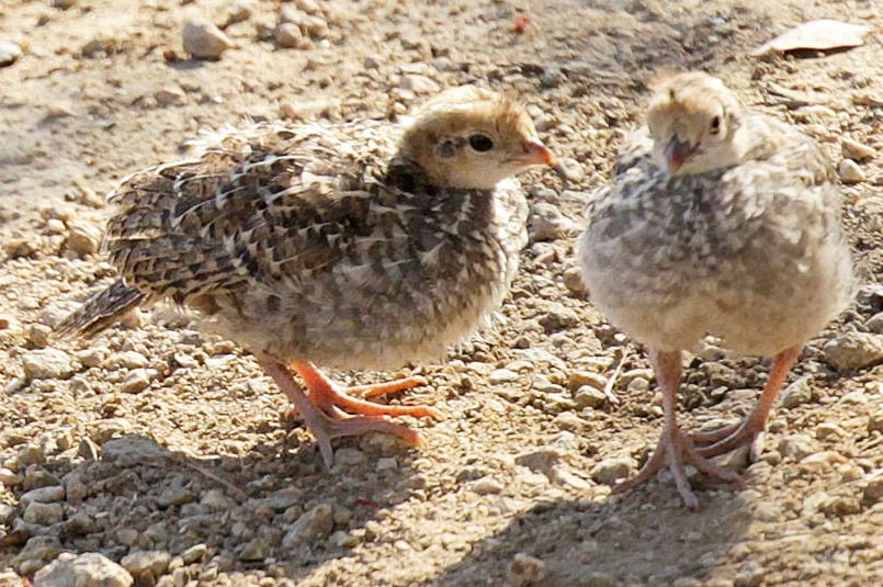Pen in Hand: California Quail: cute babies cared for by attentive