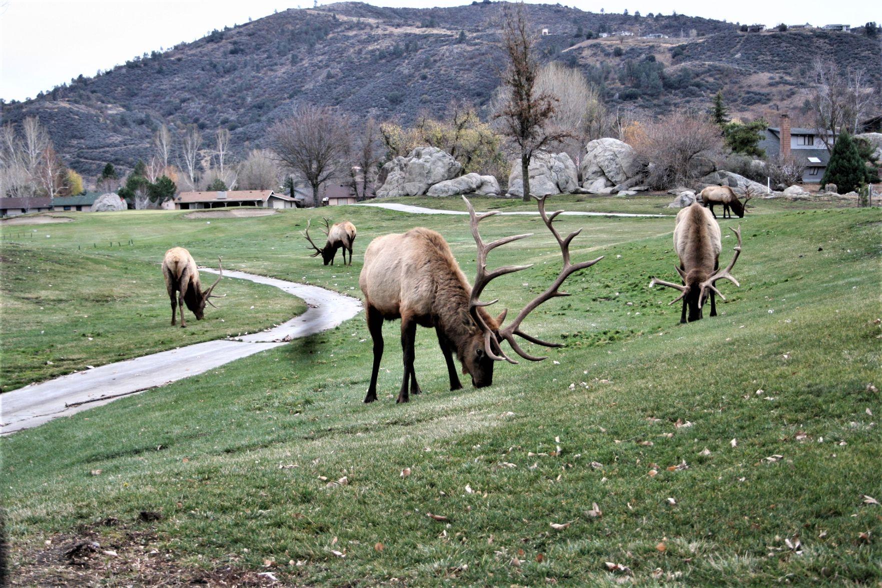 Natural Sightings Tee time at Oak Tree Country Club Lifestyle