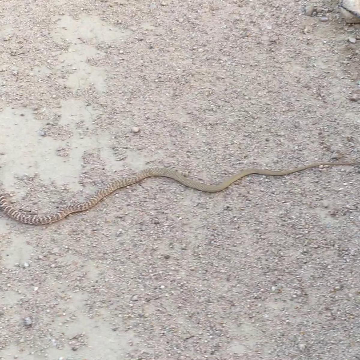 Pen In Hand Afraid Of Snakes Don T Worry Red Racers Vanish Before You Have Time To Be Alarmed Lifestyle Tehachapinews Com Pen In Hand Afraid Of Snakes Don T Worry Red Racers Vanish Before You Have Time To Be Alarmed Lifestyle Tehachapinews Com
