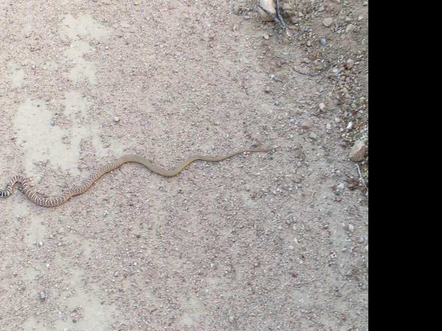 Pen In Hand Afraid Of Snakes Don T Worry Red Racers Vanish Before You Have Time To Be Alarmed Lifestyle Tehachapinews Com