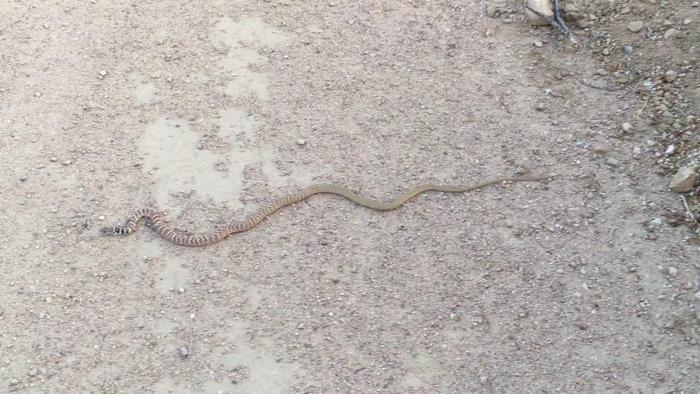 Pen In Hand Afraid Of Snakes Don T Worry Red Racers Vanish Before You Have Time To Be Alarmed Lifestyle Tehachapinews Com