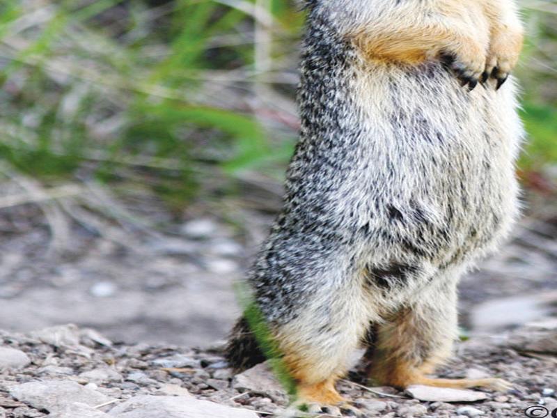 Is It Safe To Eat Ground Squirrel Sports Tehachapinews Com Keşke bir ihtimal olsa yoldan doenseydim #teamşuehedayicokseventuzluayranlar | twuko. is it safe to eat ground squirrel