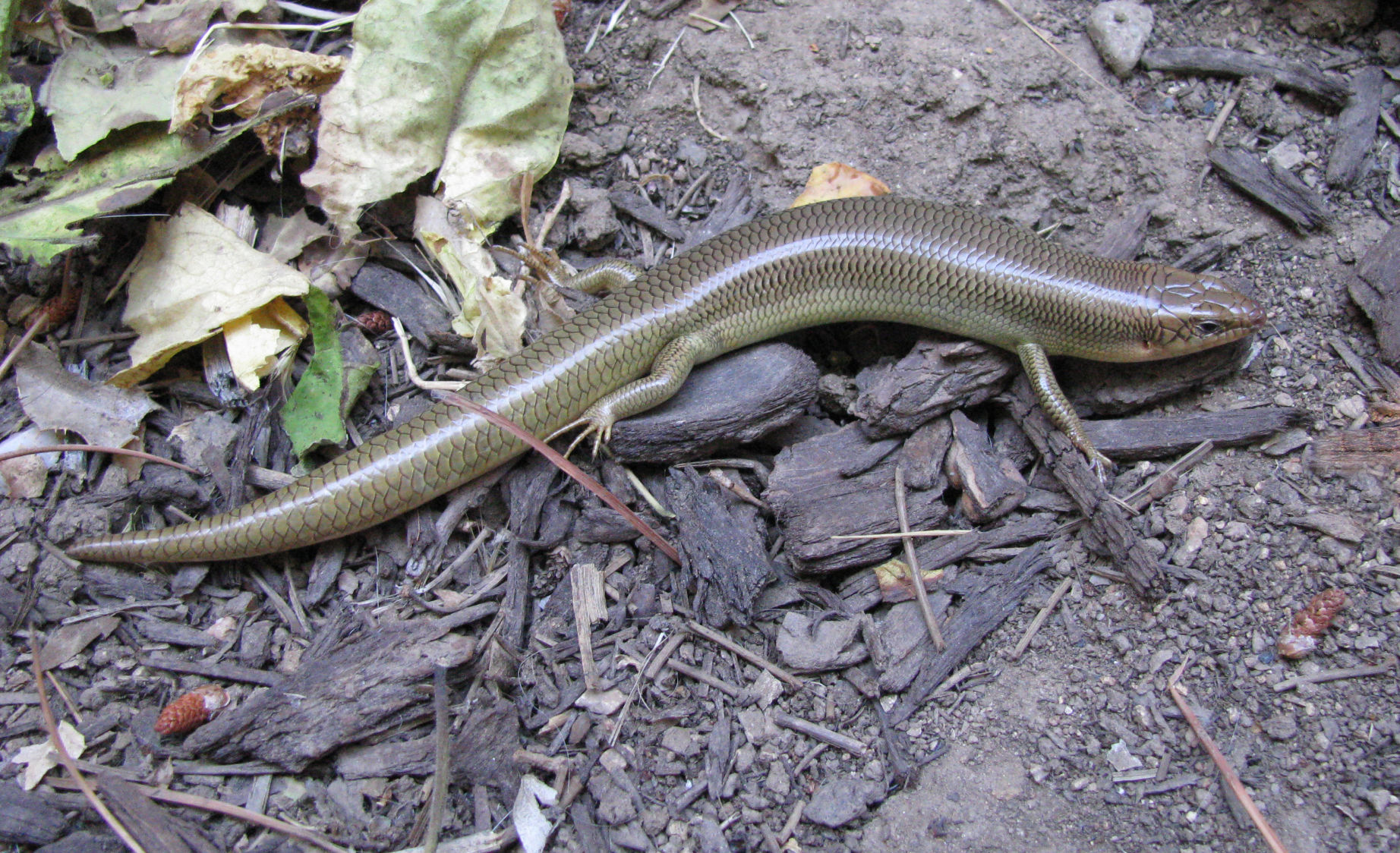 a snake-like lizard with smooth skin 