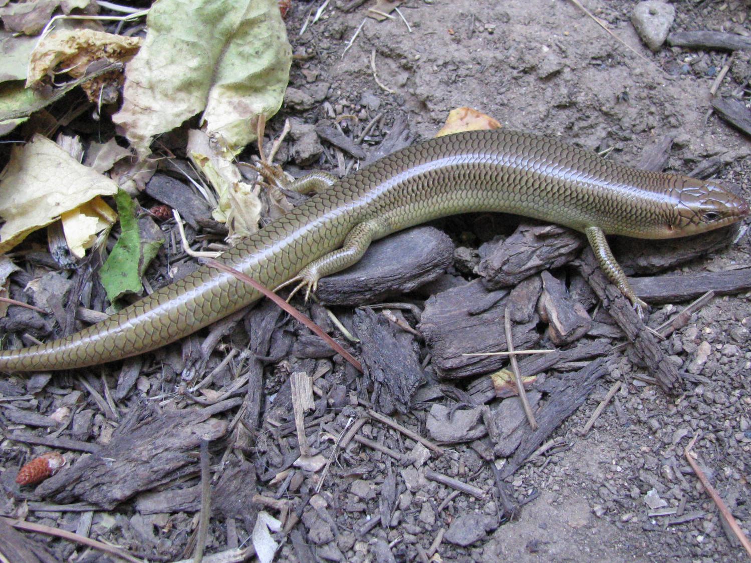 Pen In Hand Skinks A Snake Like Lizard With Smooth Skin Small