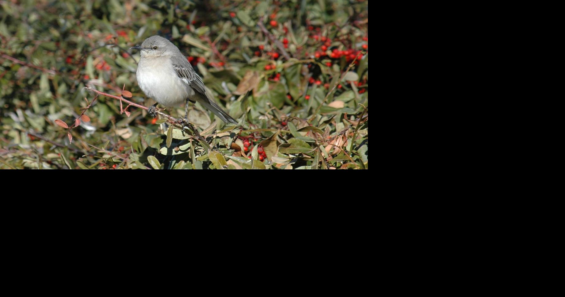 Natural Sightings: Sitting in the Mockingbird seat | Lifestyle ...