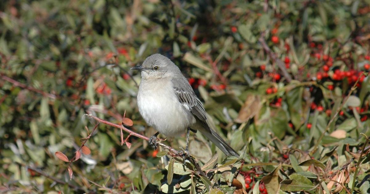 Natural Sightings: Sitting in the Mockingbird seat | Lifestyle ...