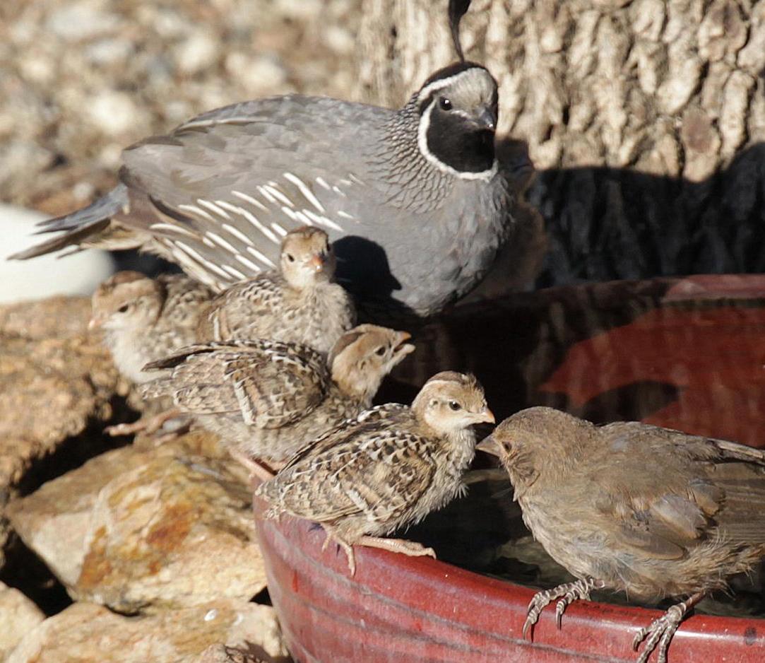 Pen in Hand California Quail cute babies cared for by attentive